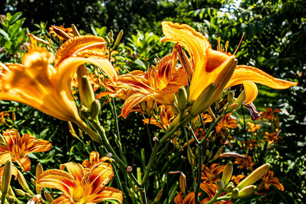profusion of daylilies by darchibald