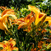 profusion of daylilies by darchibald