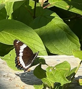 5th Jul 2023 - Admiral Butterfly 