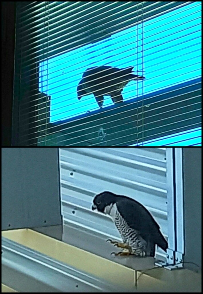 A Visitor To My Window At The Hospital ~  by happysnaps