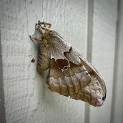 4th Jul 2023 - Moth