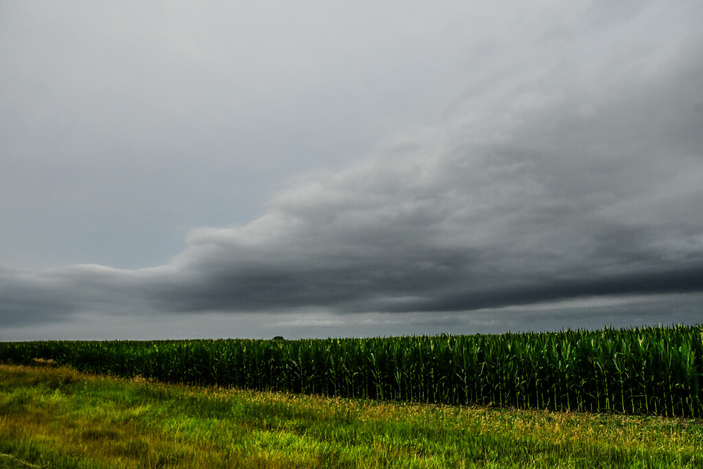 Cornfield and Clouds by kareenking