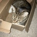 K Is for Kitty in a Box  by spanishliz