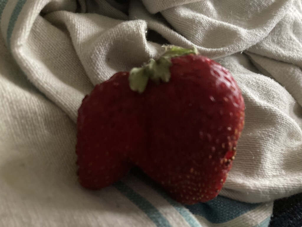 Double Strawberry  by spanishliz