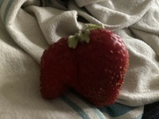 5th Jul 2023 - Double Strawberry 