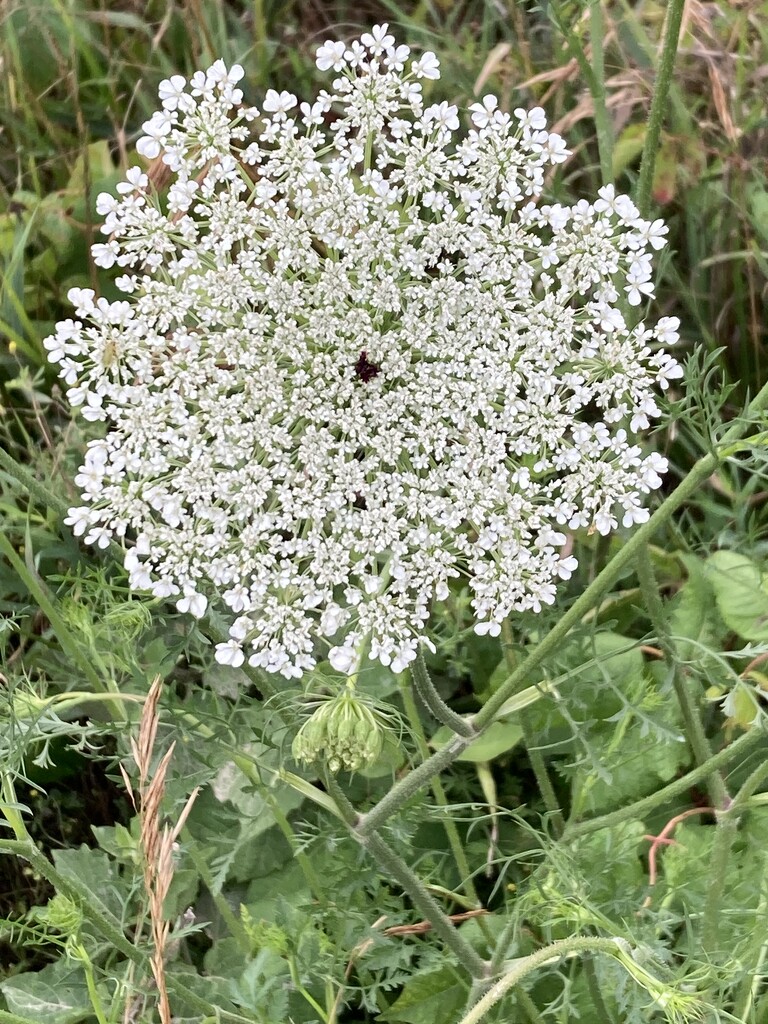 Queen Anne’s Lace by illinilass