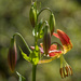 Hybrid Tiger Lily  by jgpittenger