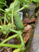 22nd Jun 2023 - Tiny cucumber