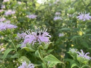 25th Jun 2023 - The bee balm is ALIVE with bees