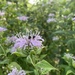 The bee balm is ALIVE with bees by margonaut