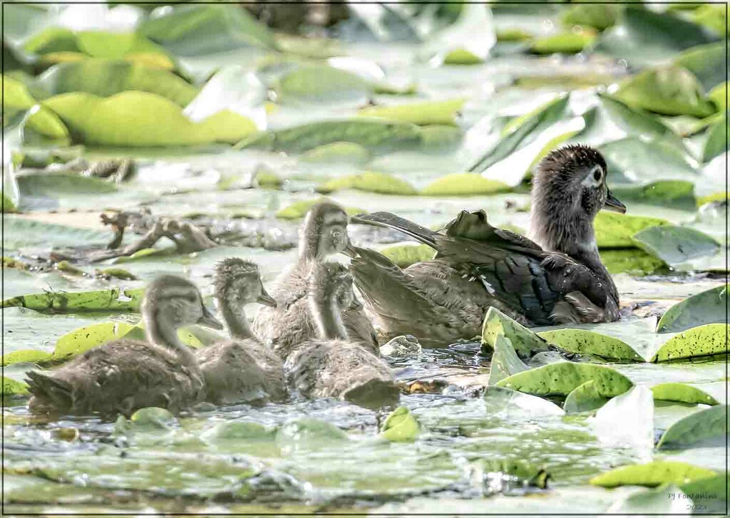 Wood Duck Family by bluemoon