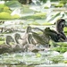 Wood Duck Family by bluemoon