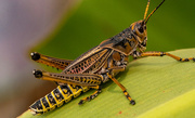 5th Jul 2023 - Eastern Lubber Grasshopper!