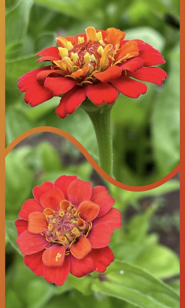 First Zinnia Bloom. by eahopp