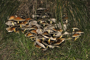 18th Nov 2012 - Fungus Amongus