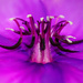 Tibouchina Flower by 365projectclmutlow