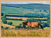 6th Jul 2023 - Exmoor Pony