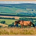 Exmoor Pony by carolmw