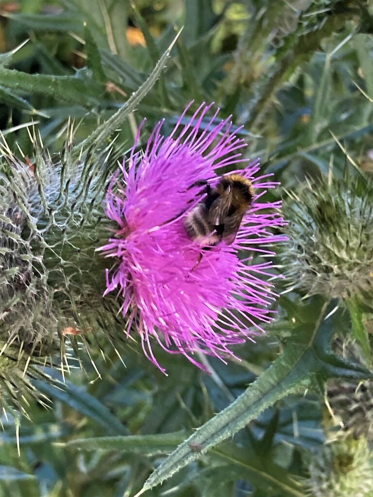 Bee on a thistle by thedarkroom