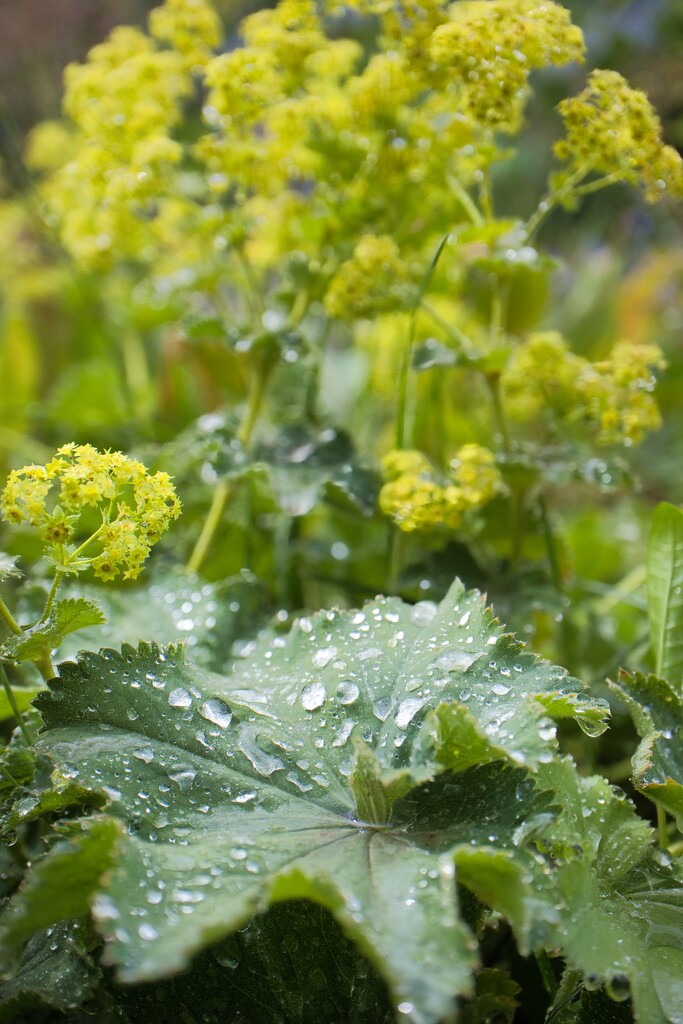 Garden Lady's-mantle by okvalle