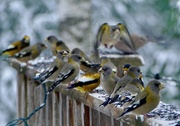 18th Nov 2018 - Evening Grosbeaks