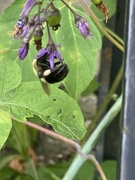 6th Jul 2023 - Busy Bee