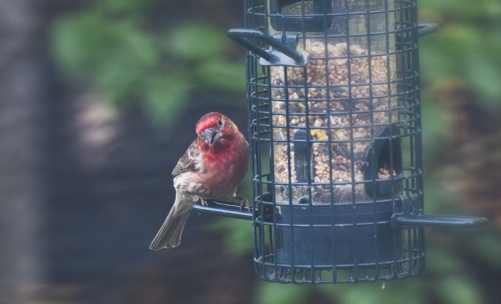 Male House Finch - Getting a Snack by gardencat
