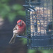 Male House Finch - Getting a Snack by gardencat