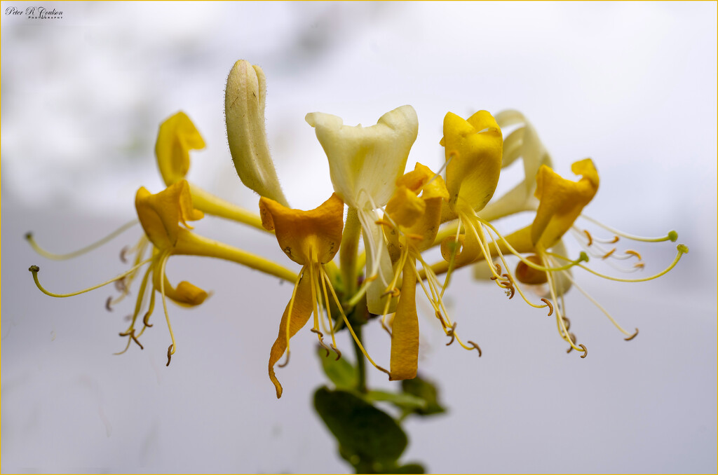 Honeysuckle by pcoulson