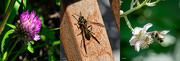 6th Jul 2023 - insect collage