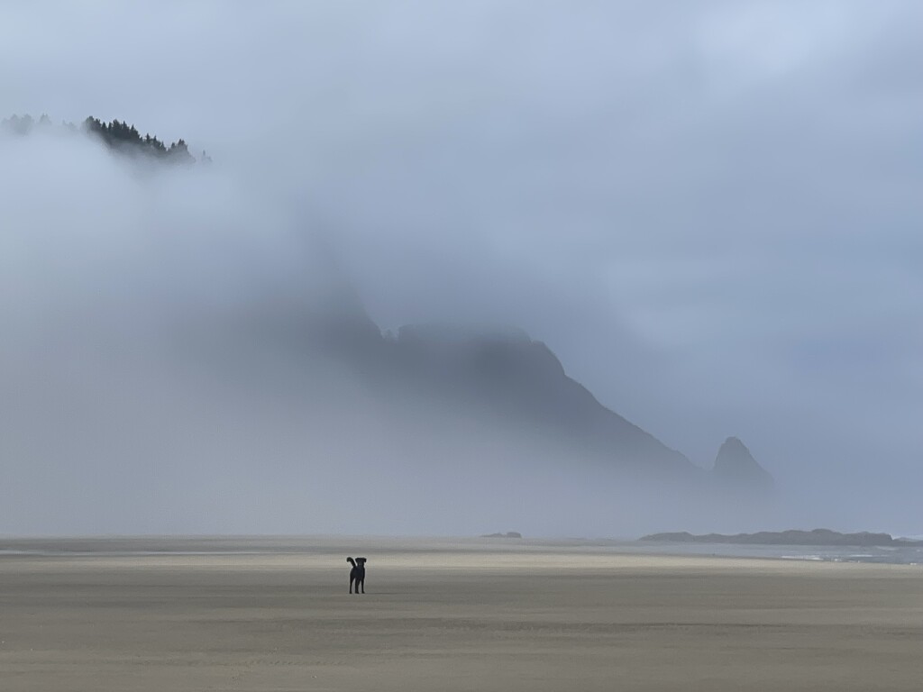 Pearl on Foggy Beach by jgpittenger