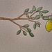 Paint a lemon  by jackies365