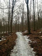14th Mar 2022 - Icy Forest Path