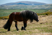 6th Jul 2023 - Dole stallion Ustu Knekten