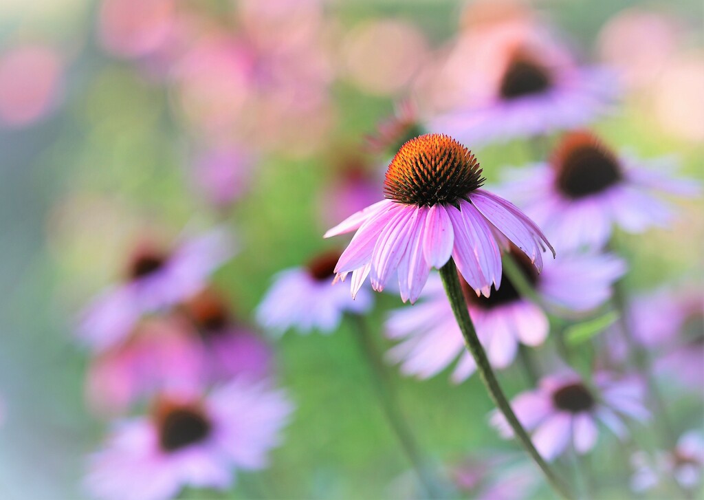 Coneflowers in the Evening by lynnz