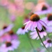 Coneflowers in the Evening by lynnz