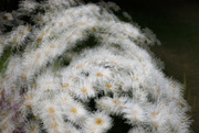 6th Jul 2023 - 6 Overwhelmed by Beautiful Daisies