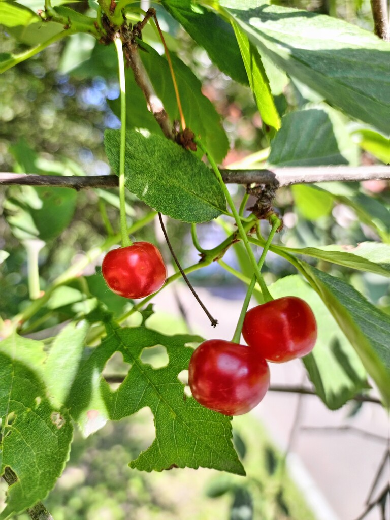 Cherry  by nyngamynga