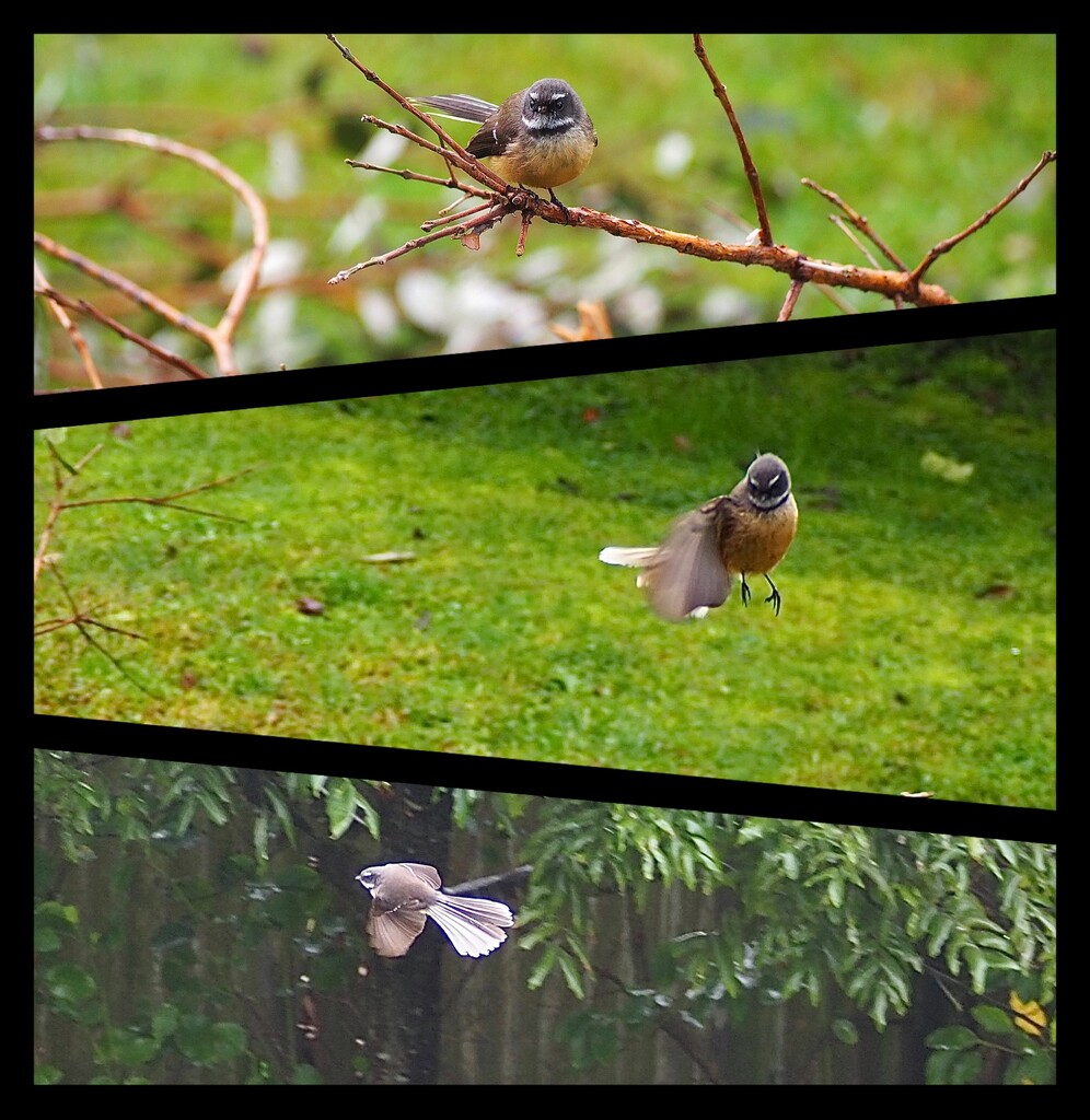 This little fantail moves so fast these are best pics of the huge number taken lol by Dawn