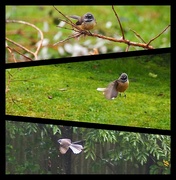 7th Jul 2023 - This little fantail moves so fast these are best pics of the huge number taken lol