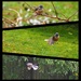 This little fantail moves so fast these are best pics of the huge number taken lol by Dawn