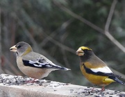 4th Dec 2018 - Ms and Mr Evening Grosbeak