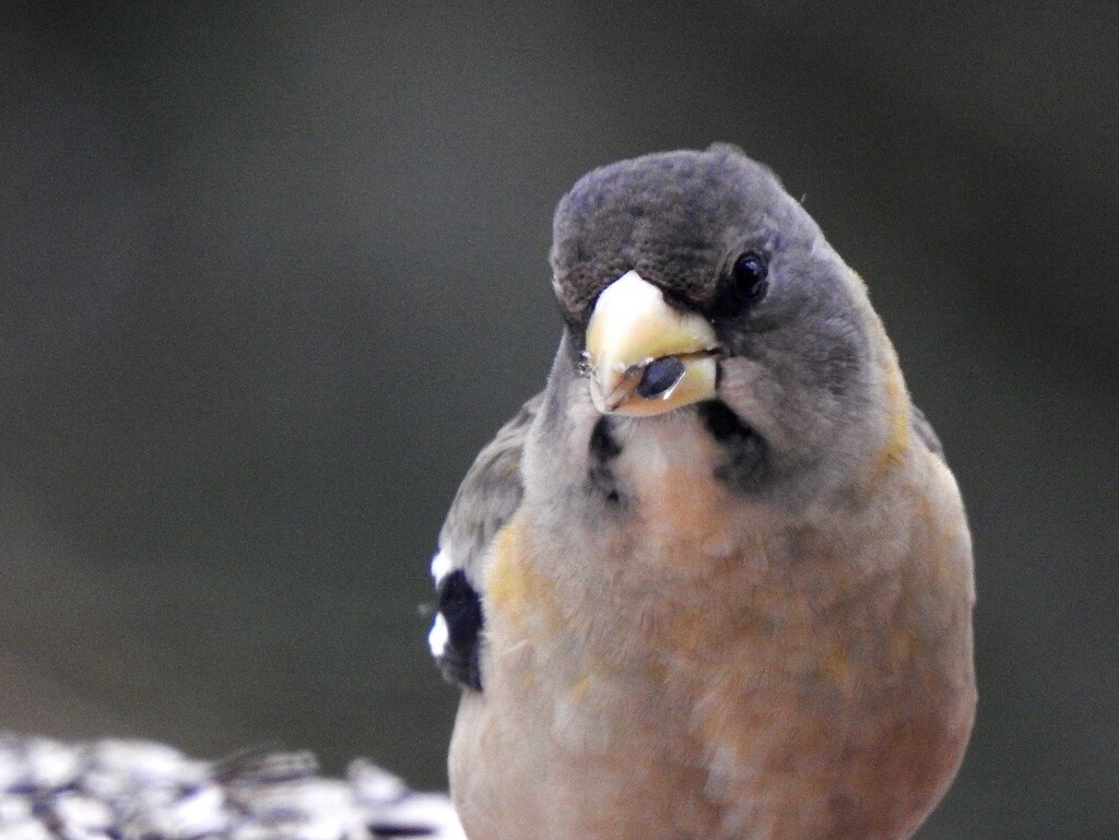 Evening Grosbeak by sunnygreenwood