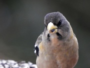 5th Dec 2018 - Evening Grosbeak