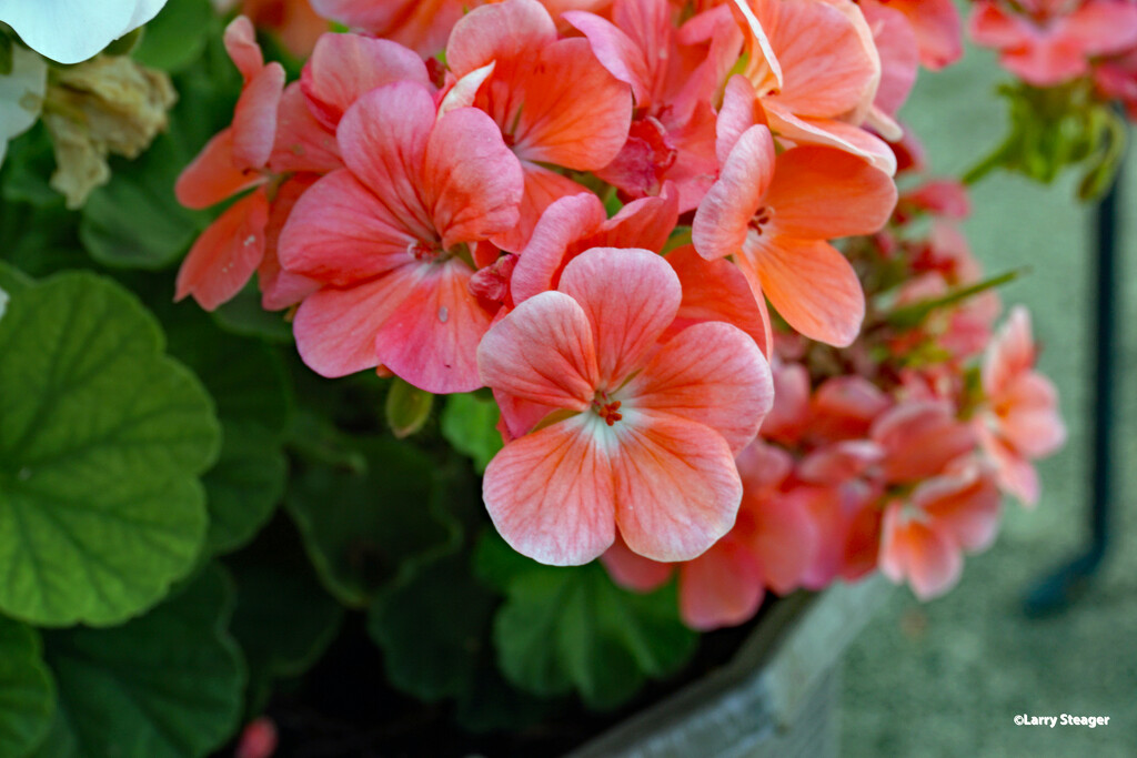 Geranium flower by larrysphotos