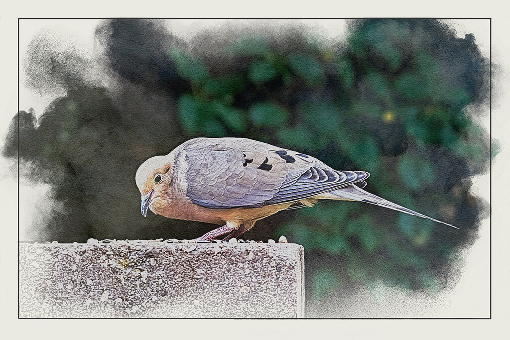 The Dove by gardencat