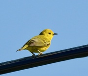 5th Jun 2023 - Yellow Warbler
