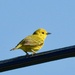 Yellow Warbler by sunnygreenwood
