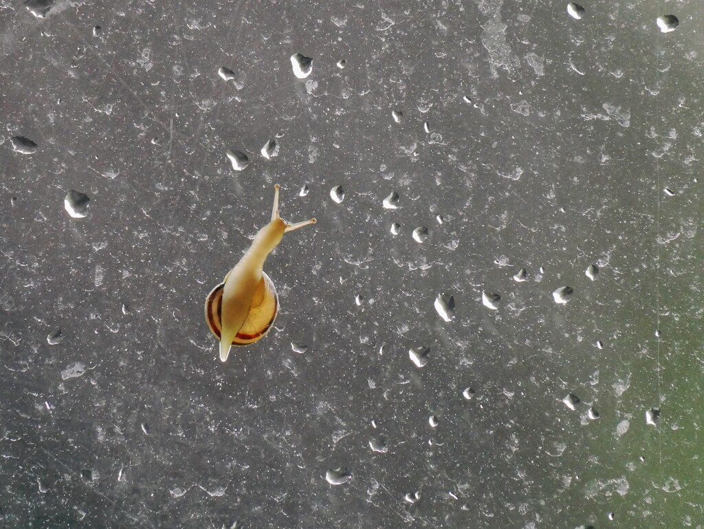 Underneath a snail by ljmanning