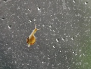 6th Jul 2023 - Underneath a snail
